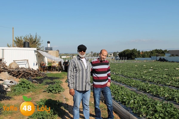 re7la tolkarem (74).JPG